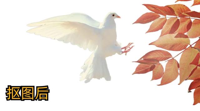 推薦4個比PS還好用的自動摳圖神器，1秒快速摳圖，懶人必備（自動摳圖軟件哪個好）