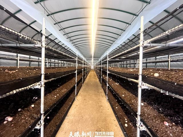 【學報告 抓落實】織金縣金蓀生物科技有限責任公司負責人李曉江：用科技創(chuàng)新助推農(nóng)業(yè)現(xiàn)代化